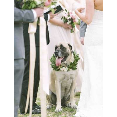 Állati esküvők 2